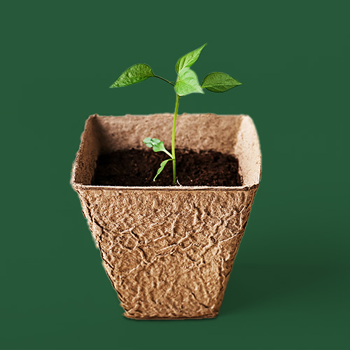 Setzling in Recycling-Topf